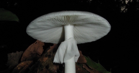 Amanita Verna (Fool's Mushroom)