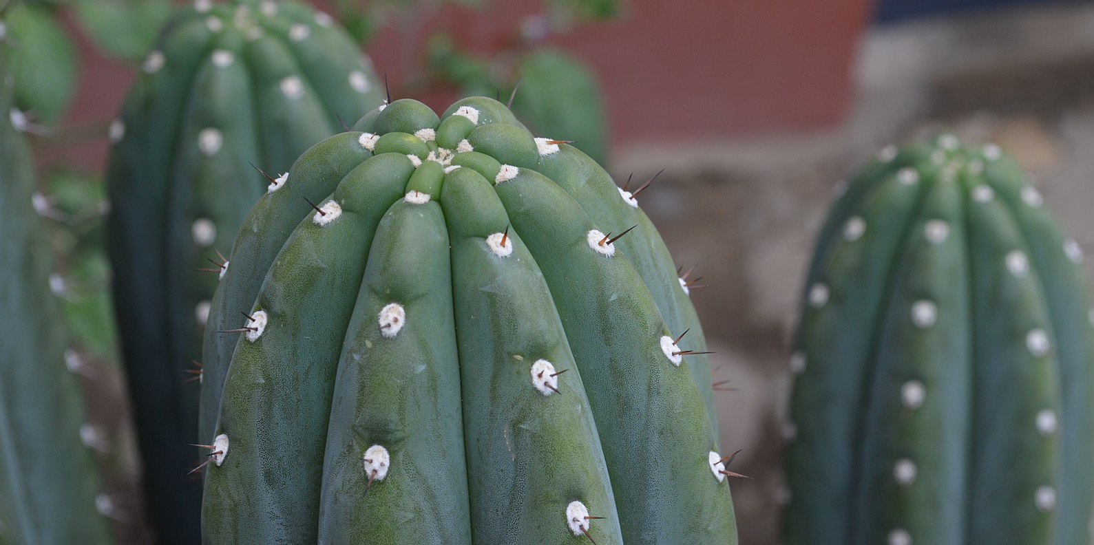 Qu Est Ce Que Le Cactus San Pedro Un Membre De La Famille Des Psych D Liques