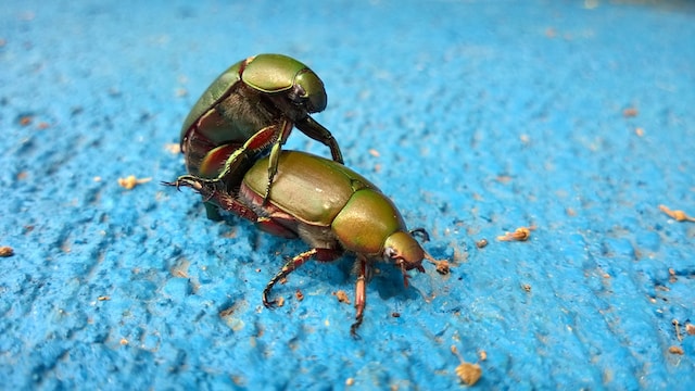 big green beetles having sex