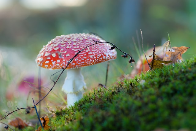 fly agaric mushroom amanita muscaria