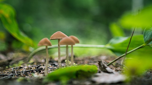 magic mushrooms growing in the forest