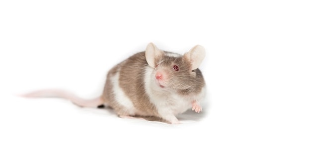 mouse on white background