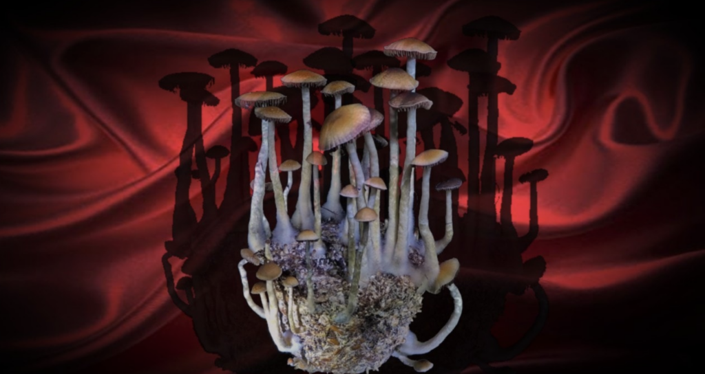 magic mushrooms on red silk background