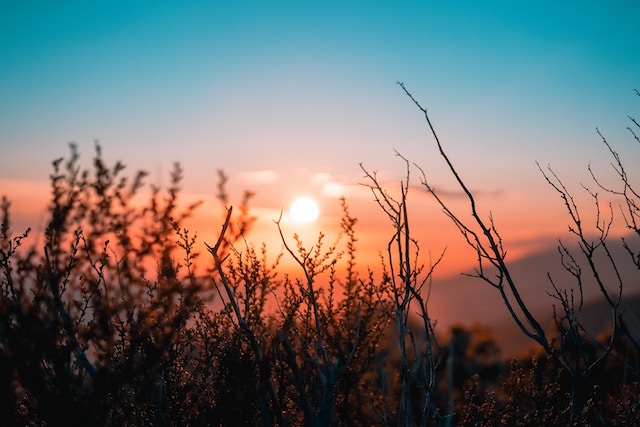 sunrise through plants